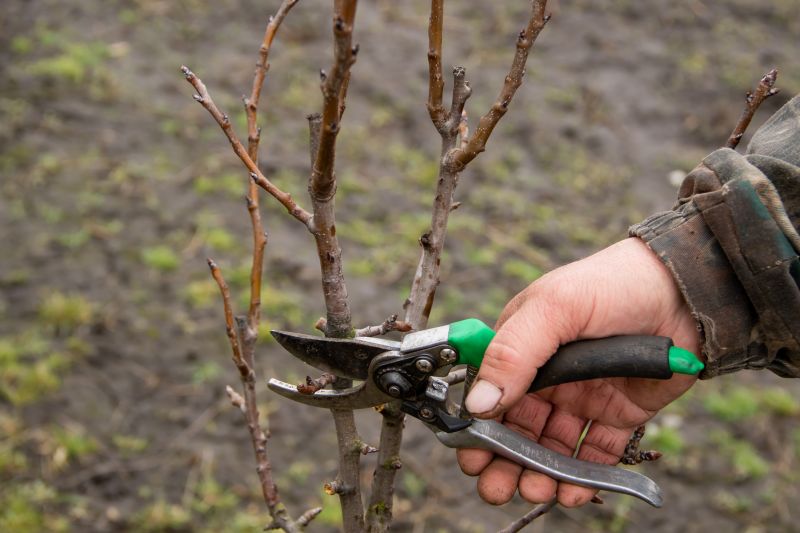 Pear Trees Pruning