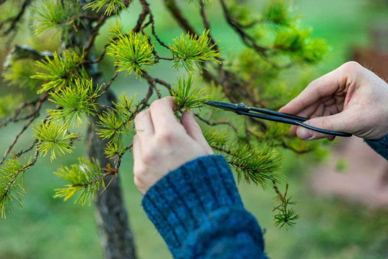 Pear Trees Pruning