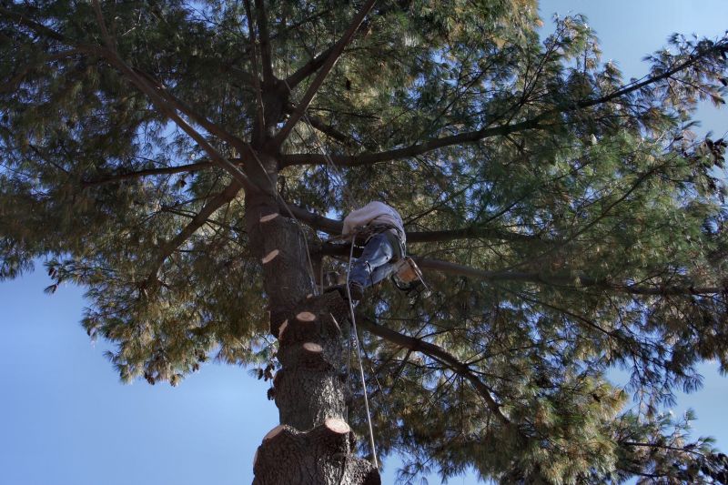 Arborist Performing Tree Inspection
