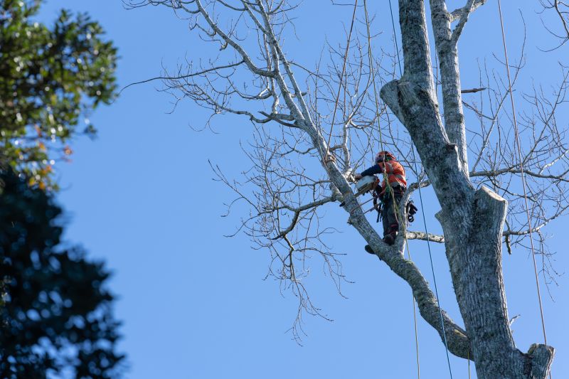 Pruning by a Certified Arborist