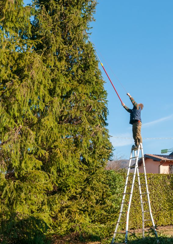 Neatly Trimmed Tree