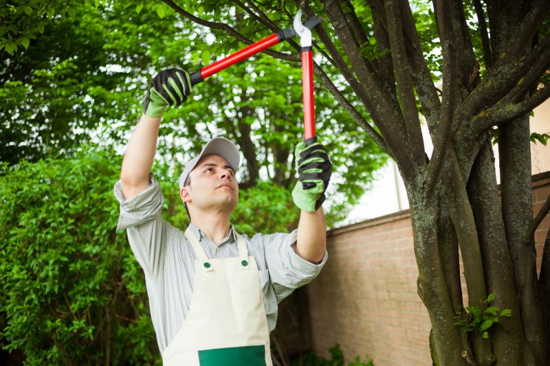 Tree Trimming in Winter