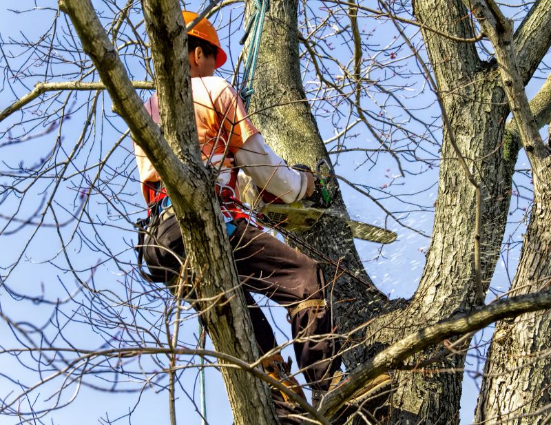 Seasonal Tree Care
