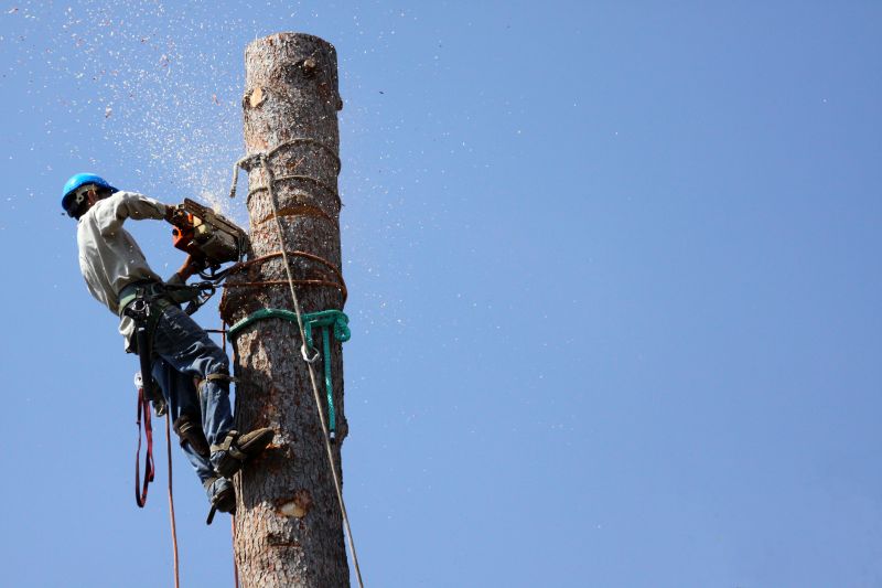 Tree Safety and Maintenance